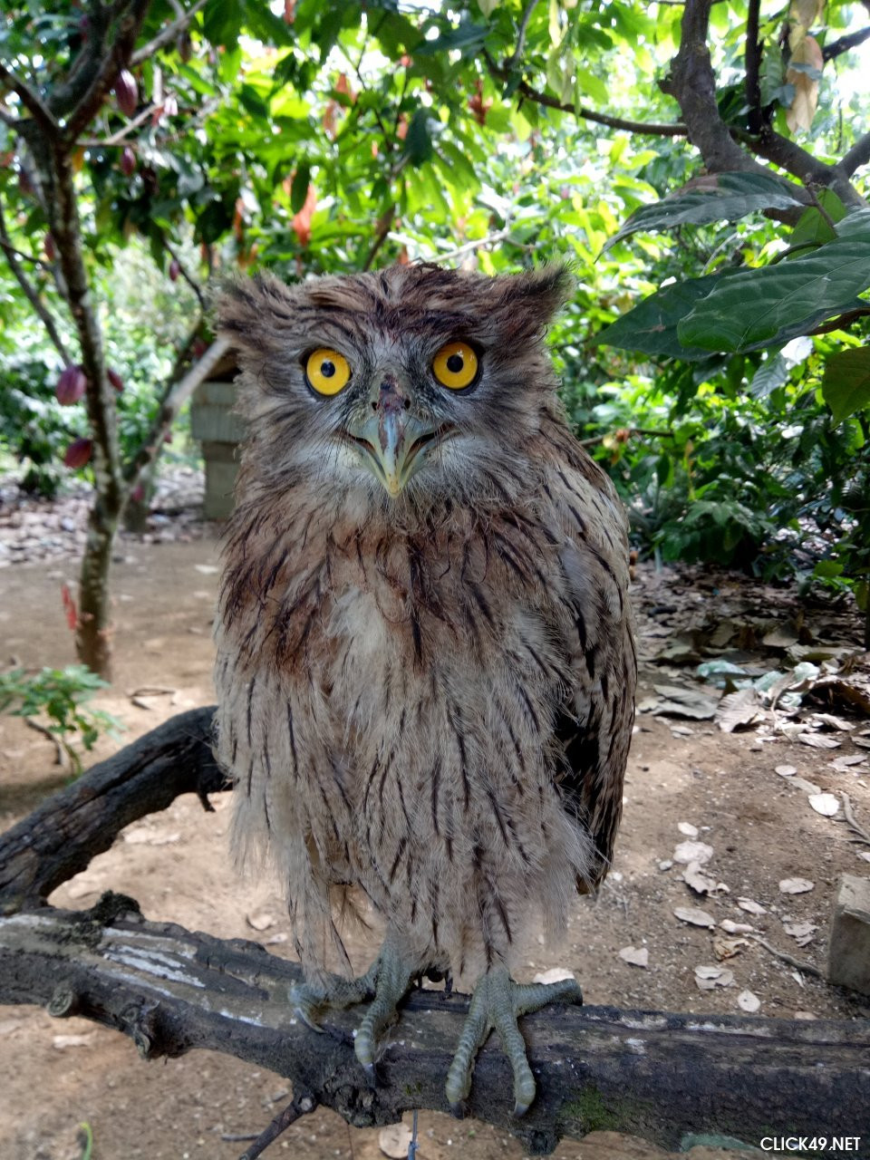 Dù dì phương Đông là loài sống định cư và quý hiếm của Việt Nam. Ảnh: click49.