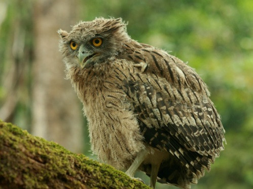 Dù dì phương Đông phần lớn hoạt động vào ban đêm, sống thành đôi. Ảnh: birdwatchingvietnam.