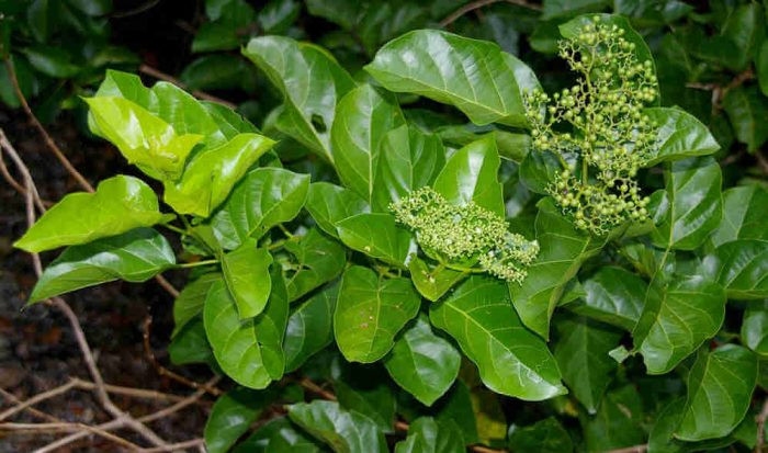 Cây lá gan bắt đầu ra quả vào tháng 6 và tới tháng 7 thì quả bắt đầu chín. Ảnh: giadinh.