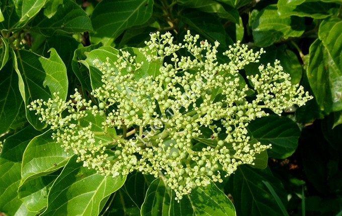 Ở Việt Nam, cây lá gan được tìm thấy nhiều ở khu vực Tây Bắc như Sơn La, Lào Cai. Ảnh: bang.