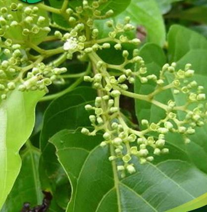 Cây lá gan được đồng bào dân tộc vùng cao coi là một cây thuốc quý chữa bệnh gan truyền thống. Ảnh: hstatic.