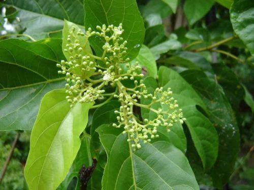 Đây là cây thân gỗ nhỏ với chiều cao từ 50cm - 70cm, lá to bè mọc đối xứng, hoa màu trắng mọc thành chùm nhỏ. Ảnh: namlimxanh.