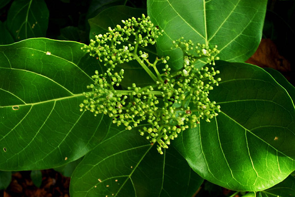  Cây lá gan có tên khoa học là Planto Hepato. Ảnh: blogspot.