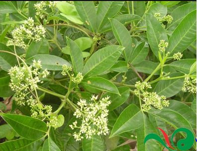 Đúng như tên của nó, loại cây này có tác dụng chữa trị các bệnh về gan cực kì hiệu quả. Ảnh: bizwebmedia.