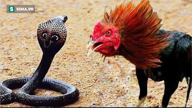 Tại một sân nhà ở bang Andhra Pradesh, Ấn Độ, một con rắn hổ mang với nọc độc chết người đã bị bại trận và nằm yên cho gà trống rỉa thịt. 