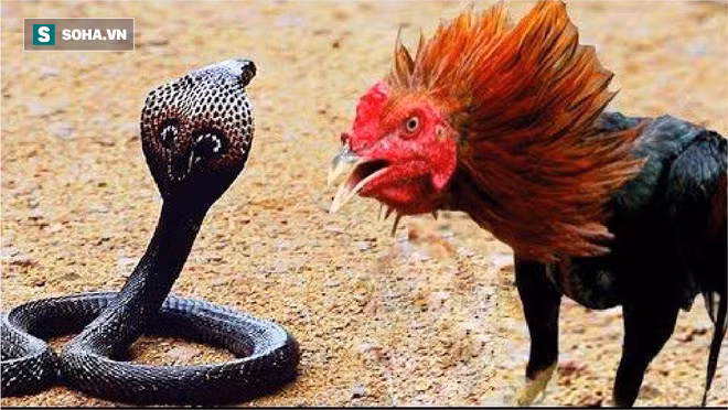 Tại một sân nhà ở bang Andhra Pradesh, Ấn Độ, một con rắn hổ mang với nọc độc chết người đã bị bại trận và nằm yên cho gà trống rỉa thịt. 