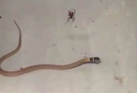 Tại một xưởng động cơ ở bang Victoria (Úc), một con rắn nâu phương đông đã bỏ mạng tức tưởi vì quấy nhiễu một kẻ tưởng chừng yếu thế hơn mình là con nhện lưng đỏ cái - thành viên của chi nhện góa phụ. Khi bị rơi vào bẫy tơ và bị nhện lưng đỏ tiêm chất độc, con rắn quằn mình giãy giụa để thoát khỏi tử thần, nhưng nó chỉ có thể bất lực chờ chết. 