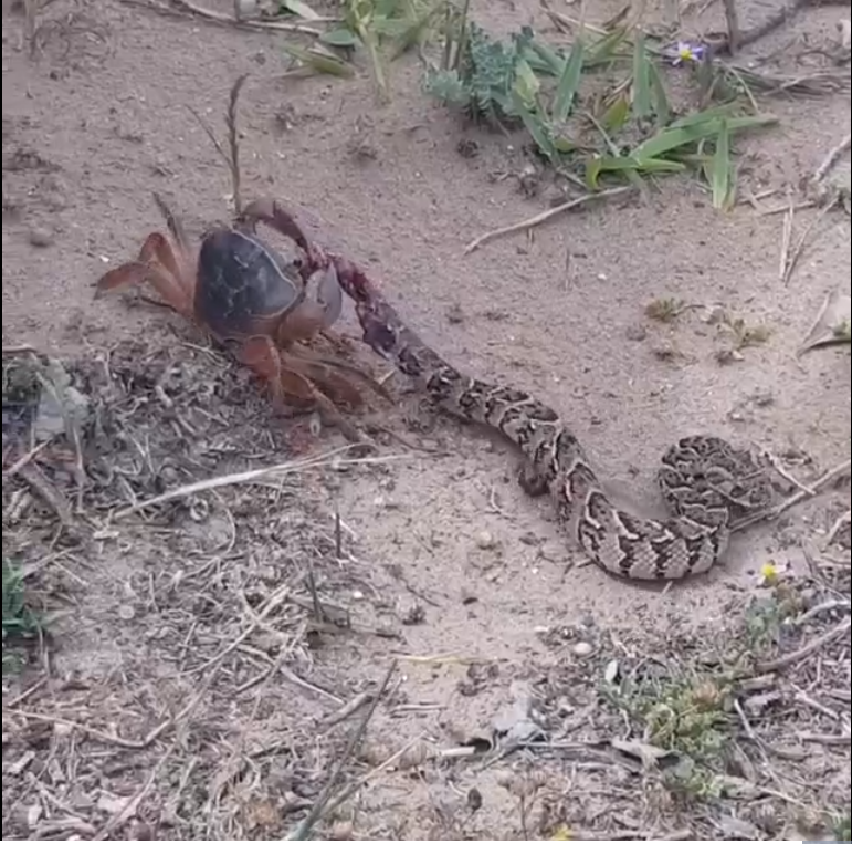 Rắn độc Puff Adder (tên khoa học: Bitis arietans, rắn phì châu Phi) là một loài rắn độc gây ra phần lớn các vụ rắn cắn gây chết người ở châu Phi đã vô tình bỏ mạng dưới cặp càng của một đối thủ không hề xứng tầm đó là cua càng. Mặc dù sở hữu nọc độc cực mạnh nhưng nó bất lực và nằm yên chờ chết. 