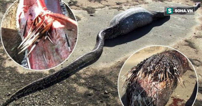 Đây là cái kết thảm cho việc lựa chọn sai con mồi, con trăn đá châu Phi này đã bị chết do ăn một con nhím, lông của con nhím đã đâm thủng cơ thể của nó gây tổn thương nặng nề. 