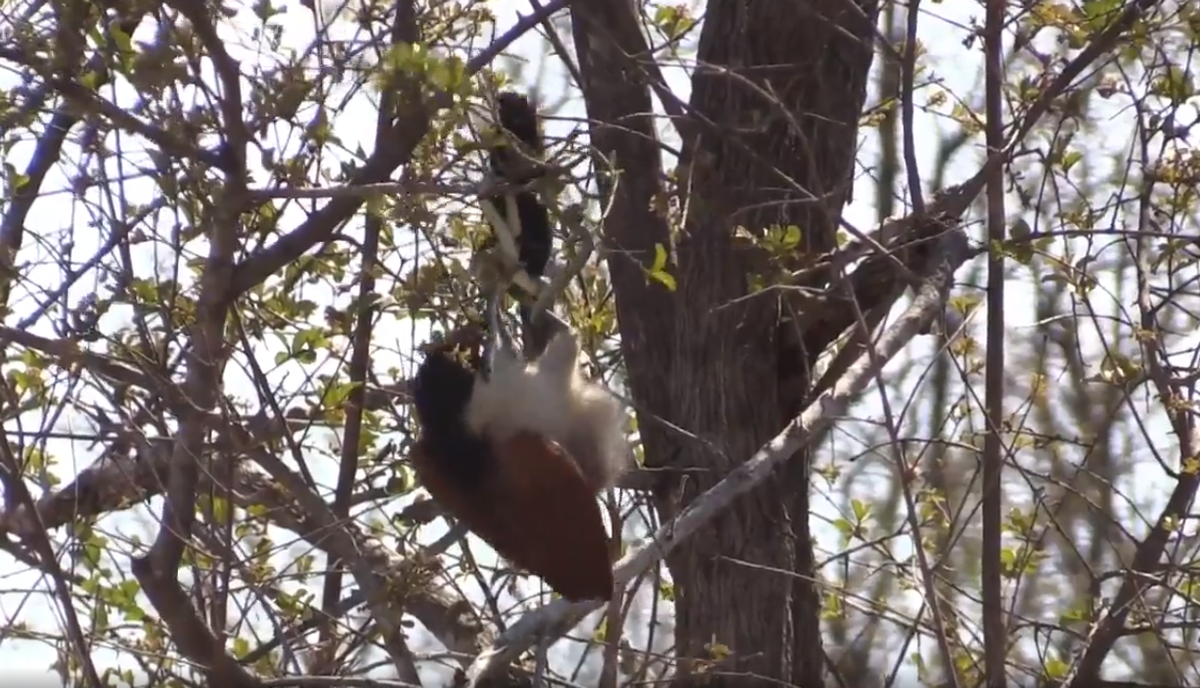 Tại Công viên Quốc gia Kruger, Nam Phi, con rắn này đã bị đánh gục và trở thành bữa ăn no nê cho chim cu.