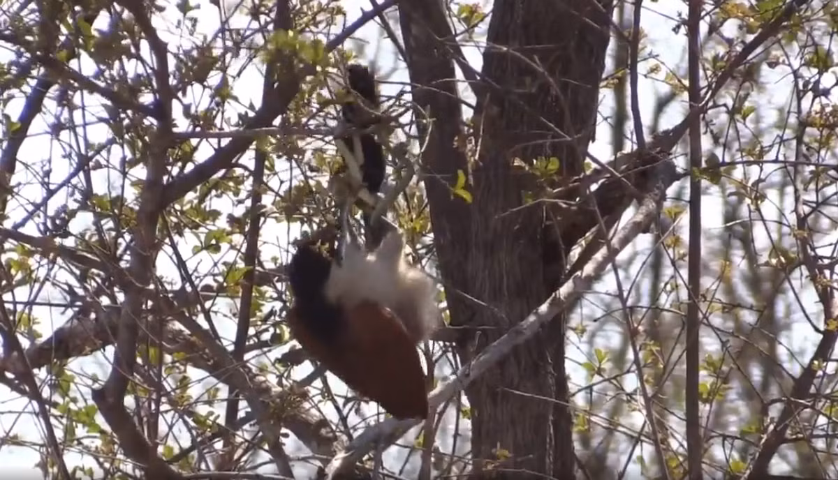 Tại Công viên Quốc gia Kruger, Nam Phi, con rắn này đã bị đánh gục và trở thành bữa ăn no nê cho chim cu.