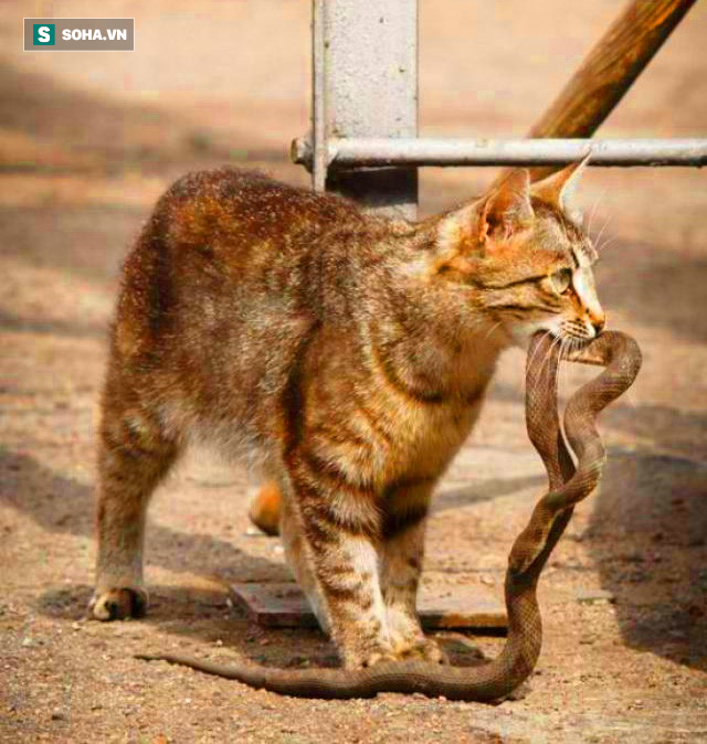 Con rắn độc khét tiếng Viper (thuộc họ rắn lục: Viperidae) đã trở thành bữa ăn ngon lành cho con mèo hoang.