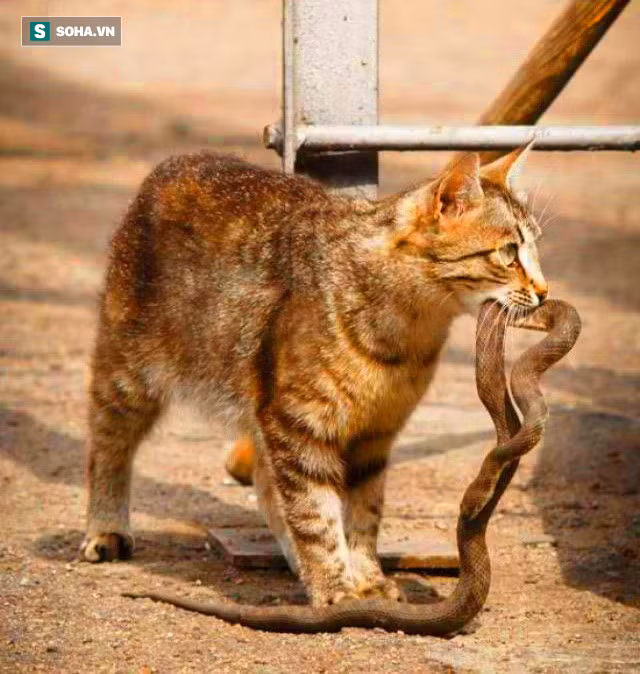 Con rắn độc khét tiếng Viper (thuộc họ rắn lục: Viperidae) đã trở thành bữa ăn ngon lành cho con mèo hoang.