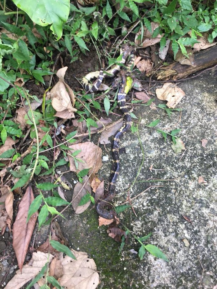 Một chuyên gia đã vô cùng ngạc nhiên khi mổ bụng con rắn và phát hiện ra trong bụng của con rắn cạp nia là một con rắn lục đuôi đỏ. Cả 2 loài rắn này đều là những con có độc tính rất mạnh, nên không thể kết luận được con nào gây ra cái chết của con nào. 