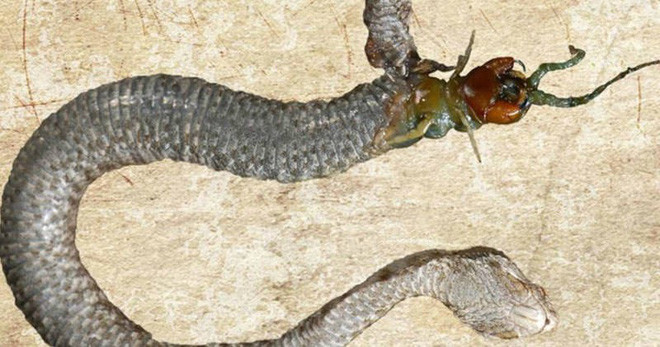 Rắn ăn rết và có cái kết tàn khốc, chỉ cần một chút sai lầm kẻ săn mồi có thể trở thành nạn nhân ngay tức khắc! 