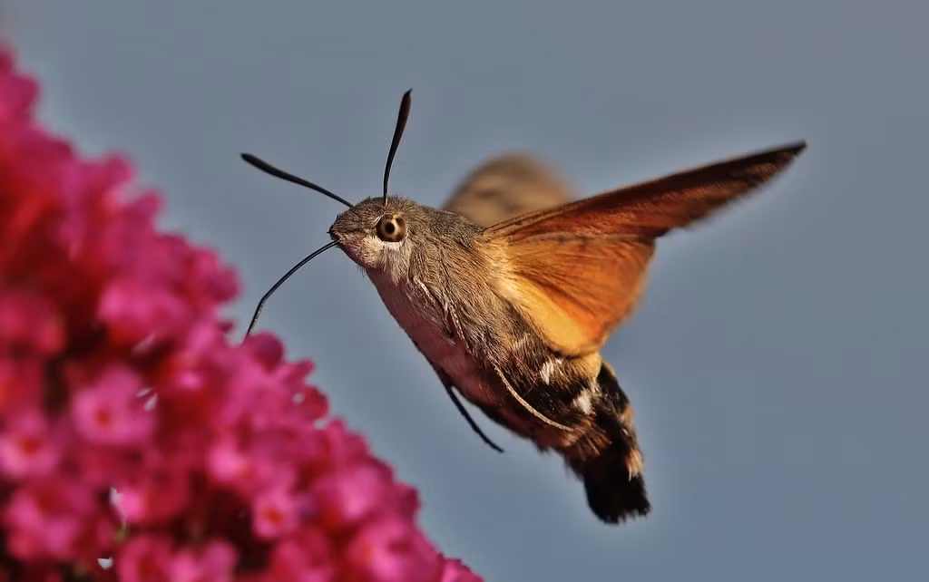  Bướm ruồi đuôi xù có tên khoa học là Macroglossum stellatarum, là một loài bướm đêm thuộc họ Sphingidae. Ảnh: staticflickr.