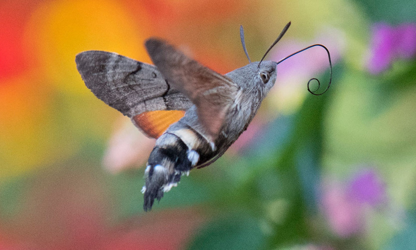 Bướm ruồi đuôi xù có các xúc tu và một chiếc lưỡi rất dài. Ảnh: blogspot.