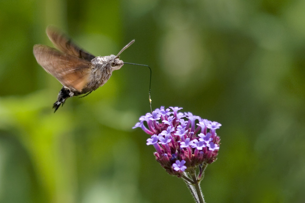 Bướm ruồi đuôi xù là một trong những loài côn trùng bay nhanh nhất trong tự nhiên. Chúng có thể bay với vận tốc lên tới 20km/h. Ảnh: wikimedia.