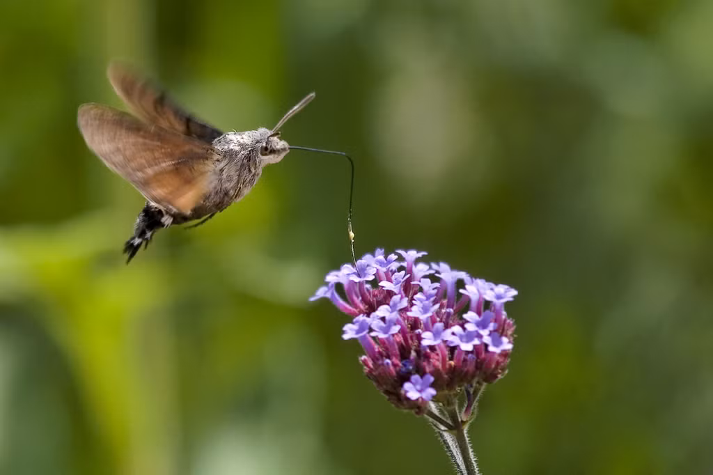 Bướm ruồi đuôi xù là một trong những loài côn trùng bay nhanh nhất trong tự nhiên. Chúng có thể bay với vận tốc lên tới 20km/h. Ảnh: wikimedia.