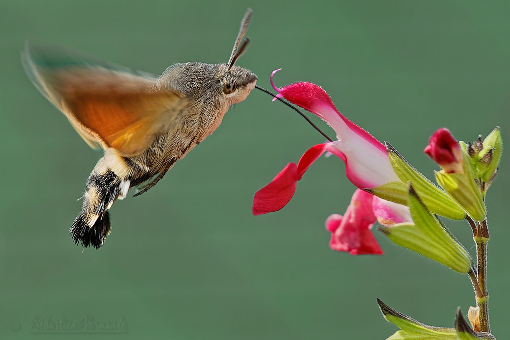 Bướm ruồi đuôi xù là một ví dụ hoàn hảo cho sự tiến hóa đồng quy - thuật ngữ chỉ những loài không có quan hệ họ hàng với nhau nhưng sở hữu những điểm giống nhau cả về hình dáng lẫn tập tính. Ảnh: staticflickr.