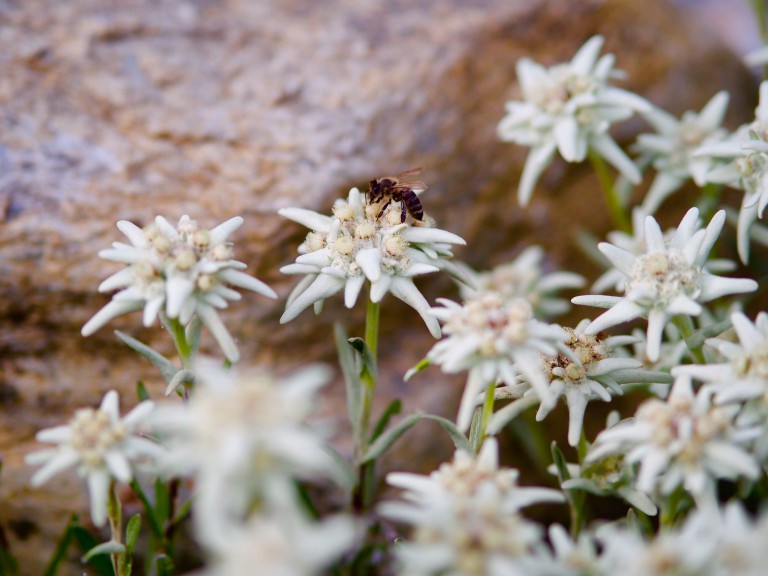 Hoa nhung tuyết là loài cây ngắn ngày và có thể trồng từ hạt. Ảnh: happyroad.