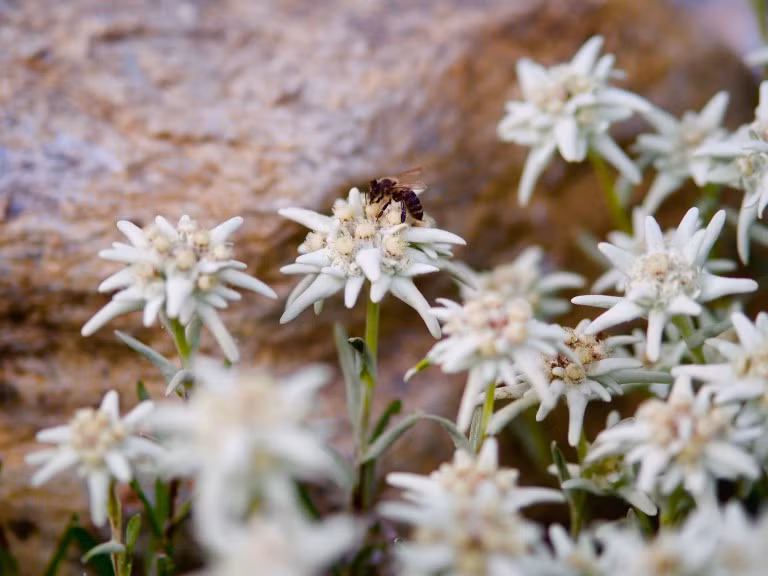 Hoa nhung tuyết là loài cây ngắn ngày và có thể trồng từ hạt. Ảnh: happyroad.