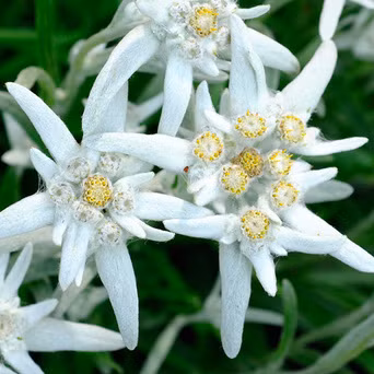 Hoa nhung tuyết nở vào khoảng tháng 7 và tháng 9. Ảnh: thebodyshop.