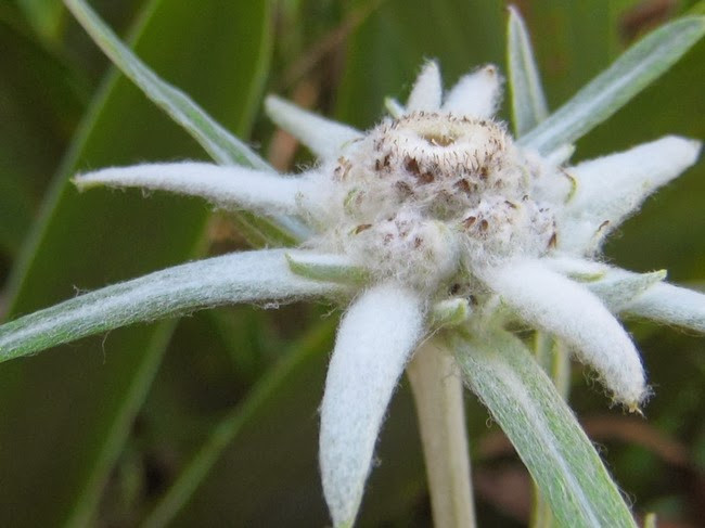 Màu trắng của hoa nhung tuyết tượng trưng cho sự trong trắng thuần khiết trong tình yêu. Vì vậy mà theo truyền thống của nhiều nước, chú rể sẽ tặng một bó hoa nhung tuyết cho cô dâu vào ngày cưới. Ảnh: blogspot.