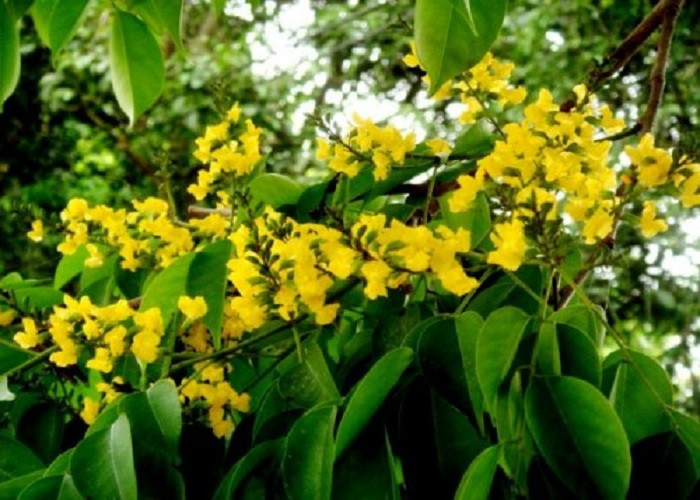 Ở Việt Nam, giáng hương có ở nhiều tỉnh thành như Kontum, Gia Lai, Đắc Lắc, Phú Yên, Đồng Nai và Tây Ninh. Ảnh: canhquanxanh.