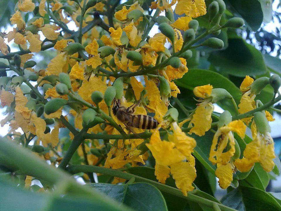 Gỗ của cây giáng hương được xem là một loại gỗ quý và được xếp vào nhóm 1, có mùi thơm và vân đẹp. Ảnh: pinimg.