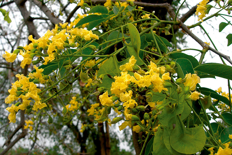 Cây giáng hương thường được trồng làm cây trang trí tại đường phố, khuôn viên trường học, công viên để vừa lấy bóng mát, vừa mang lại không khí trong lành. Ảnh: dnp.