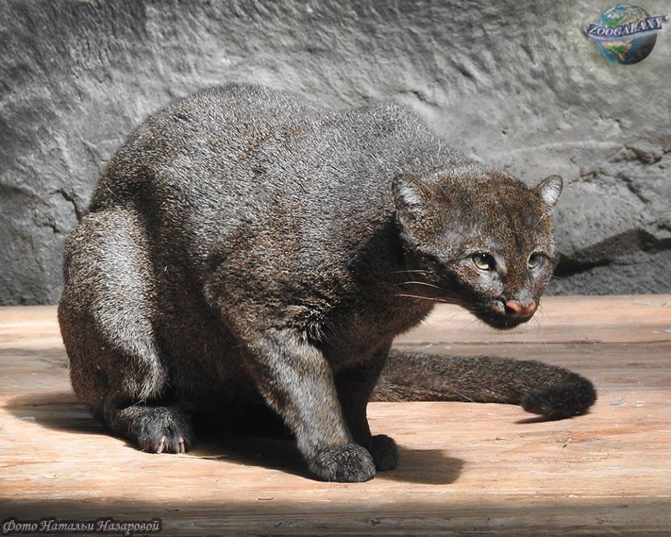 Mèo cây châu Mỹ là loài ăn tạp. Chúng ăn hầu như tất cả các sinh vật chúng bắt được, trong đó có cả các loài chân đốt và... lá cây. Ảnh: zoogalaxy.