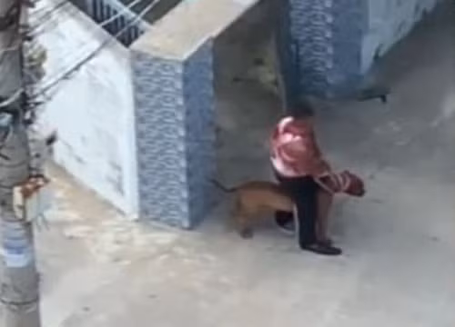  Người đàn ông thả chó Pitbull cắn trọng thương hàng xóm: Tháng 5/2022, một sự việc đáng lên án được ghi nhận ở phường Thọ Quang, Sơn Trà (Đà Nẵng), khi một người đàn ông thả 2 con chó - một con Pitbull và một con Béc-giê qua nhà hàng xóm cắn anh Đặng Văn Ngọc (36 tuổi) khiến anh bị thương tích ở nhiều nơi trên cơ thể.