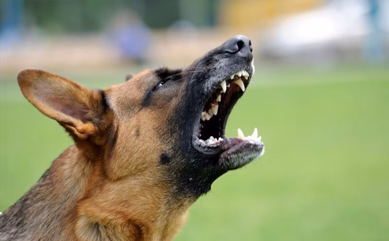 Be 3 tuoi bi becgie tan cong: Nhung tai nan thuong tam vi cho du-Hinh-2