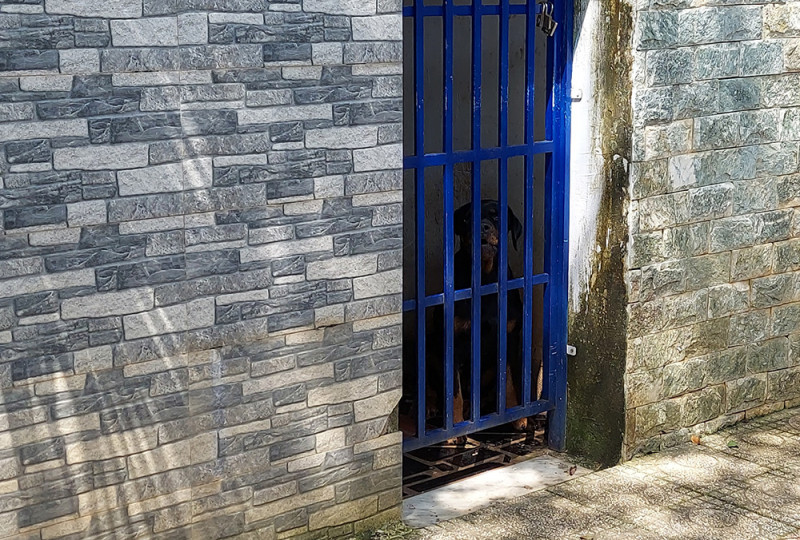 Be 3 tuoi bi becgie tan cong: Nhung tai nan thuong tam vi cho du