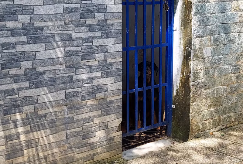 Be 3 tuoi bi becgie tan cong: Nhung tai nan thuong tam vi cho du