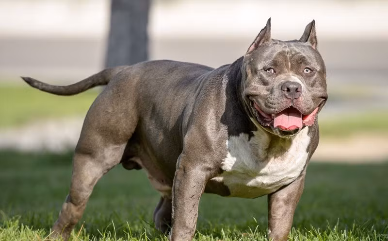  Đem thức ăn cho chó, chủ nhà bị cắn chết: Tháng 8/2022, bà D. (64 tuổi), trú xã Hoằng Phụ, huyện Hoằng Hóa, Thanh Hóa, đem thức ăn cho con chó Pitbull của gia đình nuôi. Trong lúc cho chó ăn, bà D. vô tình đá đổ bát cơm. Con chó bỗng dưng nổi điên, lập tức lao vào tấn công bà. Do bà D. bị bệnh tim, tuổi cao, sức yếu, nên khi bị con chó tấn công, bà đã không thoát ra được. Trước đó, trong những ngày con trai bà D. đi công tác, con chó này cũng đã từng cắn cụ bà một lần nhưng chỉ bị thương nhẹ. (Ảnh minh họa) 