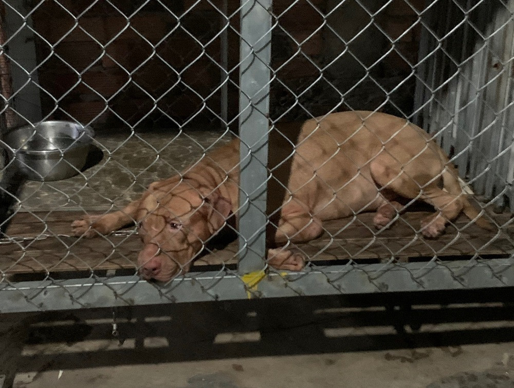  Cụ bà 82 tuổi ở Bình Dương bị chó Pitbull cắn tử vong: Tối 17/5 tại một căn nhà ở phường Bình Thắng, TP Dĩ An, tỉnh Bình Dương, con gái cụ Đặng Thị Vân (SN 1941, ngụ phường Bình Thắng, TP Dĩ An) dắt chó Pitbull gia đình nuôi trong lồng sắt ra ngoài sân để cho ăn. Thời điểm này, cụ Vân ngồi trong nhà nói lớn tiếng vọng ra khiến con chó Pitbull hoảng loạn, sau đó lao vào cắn xé vào vùng đầu khiến cụ gục tại chỗ rồi tử vong. 