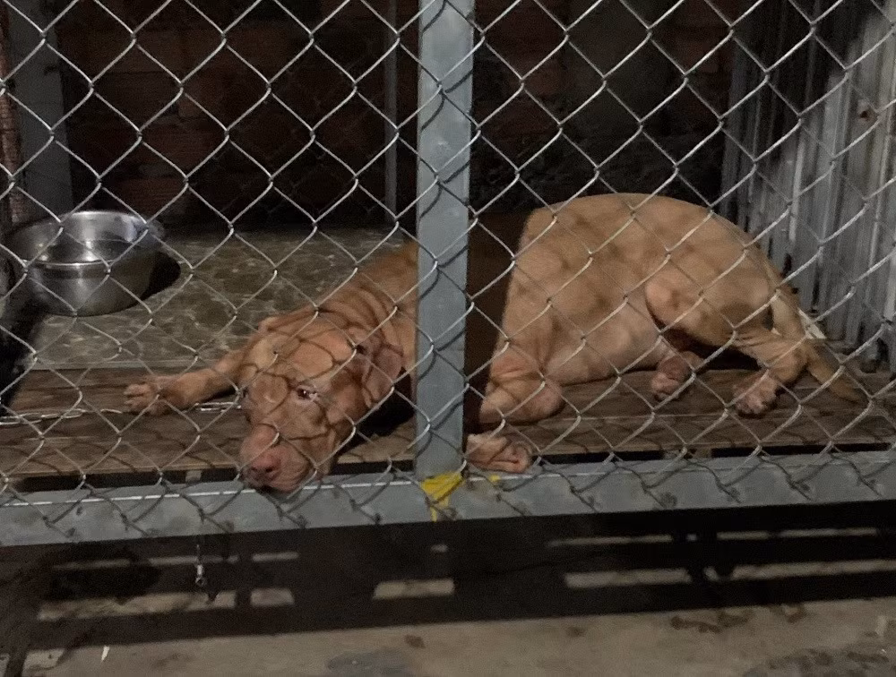  Cụ bà 82 tuổi ở Bình Dương bị chó Pitbull cắn tử vong: Tối 17/5 tại một căn nhà ở phường Bình Thắng, TP Dĩ An, tỉnh Bình Dương, con gái cụ Đặng Thị Vân (SN 1941, ngụ phường Bình Thắng, TP Dĩ An) dắt chó Pitbull gia đình nuôi trong lồng sắt ra ngoài sân để cho ăn. Thời điểm này, cụ Vân ngồi trong nhà nói lớn tiếng vọng ra khiến con chó Pitbull hoảng loạn, sau đó lao vào cắn xé vào vùng đầu khiến cụ gục tại chỗ rồi tử vong. 