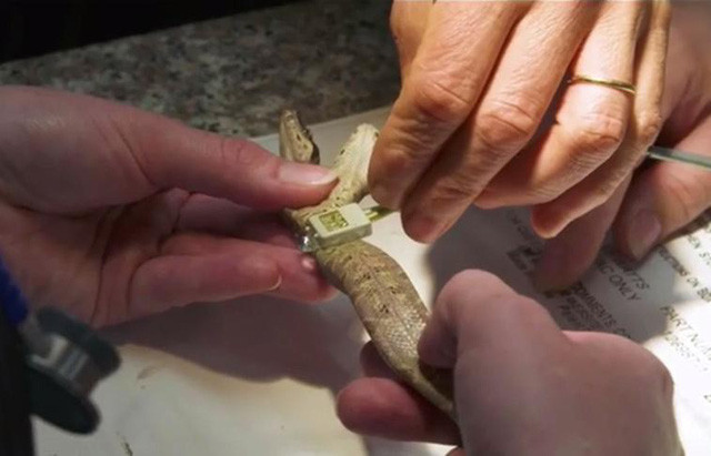 Con mồi sẽ được đưa chung vào một đường tiêu hóa, cung cấp chất dinh dưỡng nuôi cơ thể của rắn 2 đầu. Ngoài con rắn này, trong những năm qua người ta cũng tìm thấy một số con rắn có tới hai đầu tách biệt. Tuy nhiên, ngoài việc có nhiều đầu hơn so với một con rắn thông thường, chúng không có những khả năng đặc biệt giống Hydra như nếu mất một đầu sẽ mọc ra 2 chiếc đầu mới.