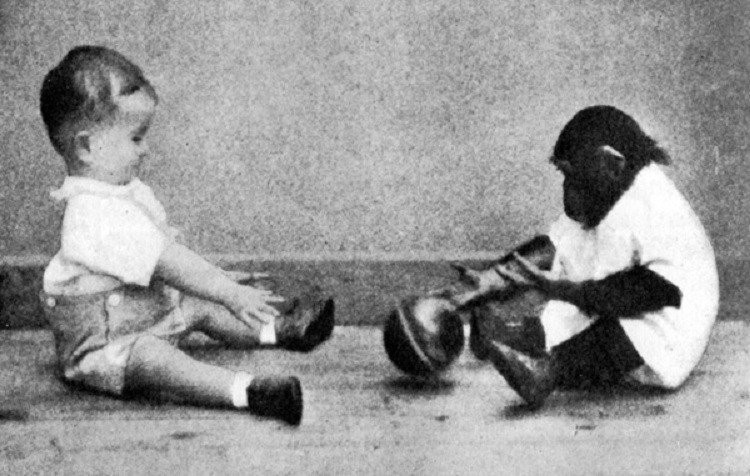 Ngược lại, người con trai Donald của ông Kellogg lại bị ảnh hưởng lớn và bắt chước rất nhiều hành vi của Gua. Cậu bé nhảy nhót, rít, thậm chí là cắn như một con tinh tinh. Khi lên 1 tuổi rưỡi, cậu bé chỉ biết nói 3 từ. Chính vì vậy, thí nghiệm nhanh chóng bị hủy bỏ.