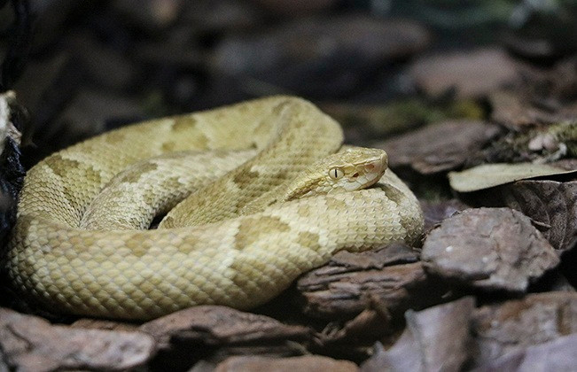Nguyên do là vì Ilha Da Queimada Grande có số lượng rắn lớn (trung bình khoảng 1 con rắn/m2) nên để đảm bảo an toàn, Hải quân Brazil không cho phép người dân và du khách bước chân lên đảo.
