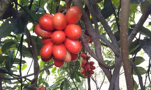 Loai cay qua mau an dep da o Mao San Cau van trong vong “bi an