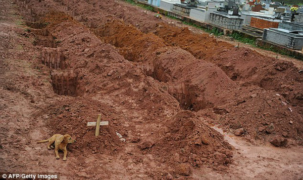 Wallace Stevens gây chú ý với bức ảnh ghi lại cảnh chú chó Leao nằm bên cạnh mộ người chủ - người thiệt mạng trong trận lở đất kinh hoàng ở gần Rio de Janiero tháng 1/2011. Phía sau là hàng loạt ngôi mộ được đào sẵn để chôn cất những nạn nhân qua đời trong thảm kịch trên.