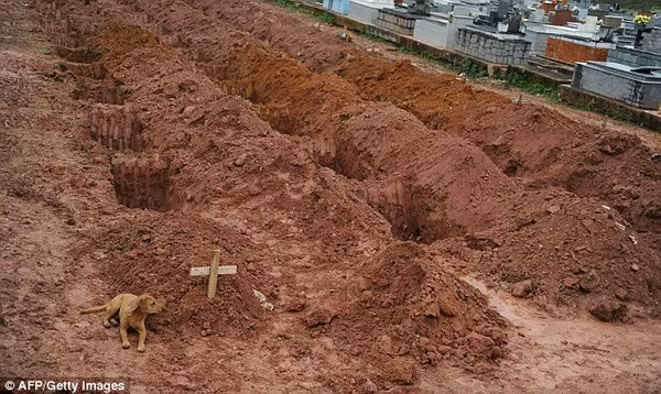 Wallace Stevens gây chú ý với bức ảnh ghi lại cảnh chú chó Leao nằm bên cạnh mộ người chủ - người thiệt mạng trong trận lở đất kinh hoàng ở gần Rio de Janiero tháng 1/2011. Phía sau là hàng loạt ngôi mộ được đào sẵn để chôn cất những nạn nhân qua đời trong thảm kịch trên.