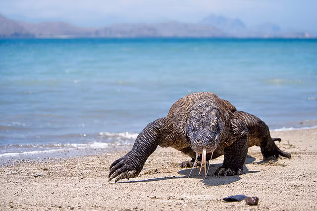 Vườn quốc gia Komodo, nằm tại khu vực thuộc quần đảo Nusa Tenggara của Indonesia, được UNESCO công nhận là di sản thế giới năm 1991. Đây là nơi duy nhất còn tồn tại loài thằn lằn khổng lồ: rồng Komodo.