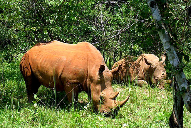 Vườn quốc gia Ujung Kulon nằm trên đảo Java của Indonesia. Khi đến nơi này, du khách sẽ choáng ngợp trước những khu rừng nhiệt đới tuyệt đẹp.