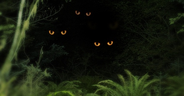 Trong lúc đang chạy, Heerdan bị hai sinh vật bí ẩn đánh ngã. Theo miêu tả của Heerdan, chúng có kích thước khá lớn và có hàm răng sắc nhọn.