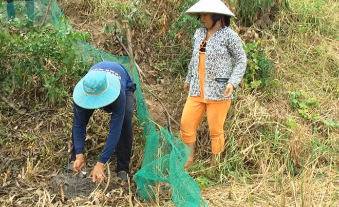 Ve mien Tay mua lu, xem tho san chuot dong hot bac-Hinh-6