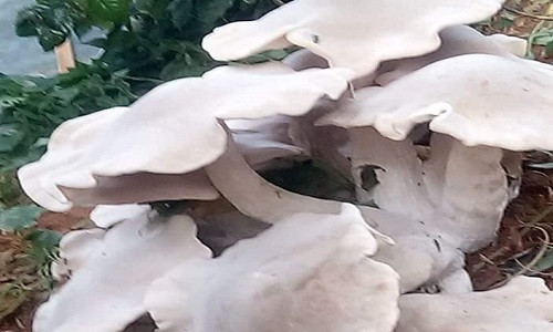 Son La: Do xo di xem nam trang khong lo, doc, la to nhu quat nan